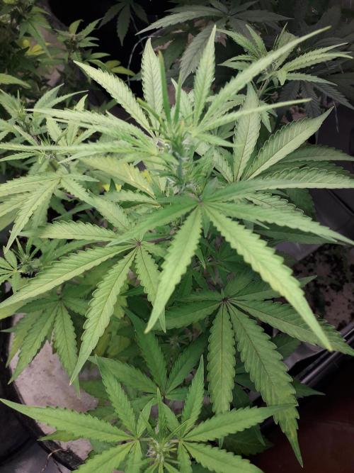 First Indoor Grow. Week 7 - Auto Ultimate