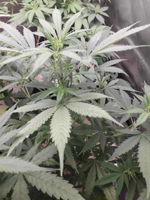 First Indoor Grow. Week 7 - Auto Lemon Kix