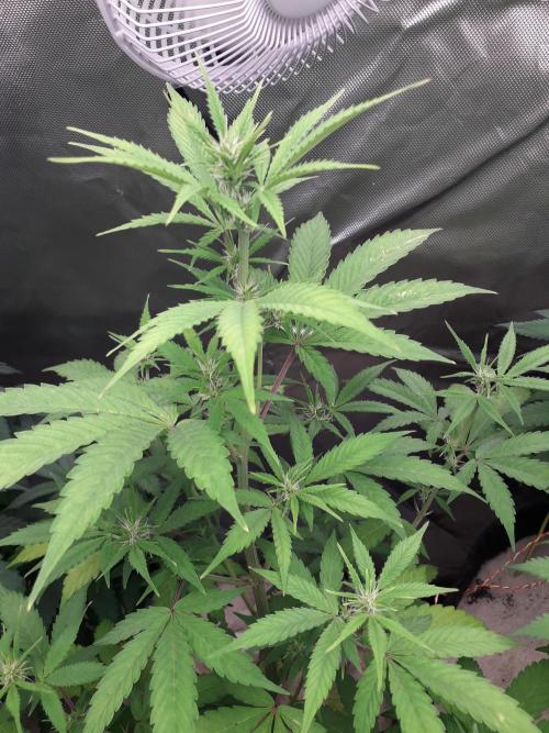 First Indoor Grow. Week 7 - Auto Ultimate