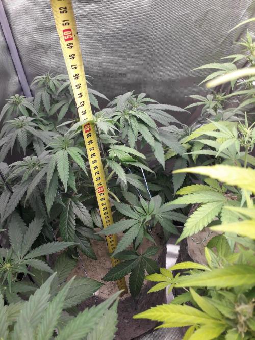 First Indoor Grow. Week 7 - Runtz x Layer Cake
