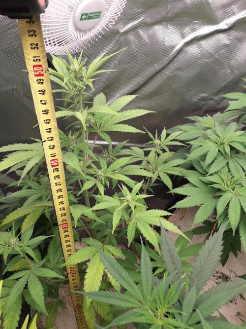 First Indoor Grow. Week 7 - Auto Ultimate