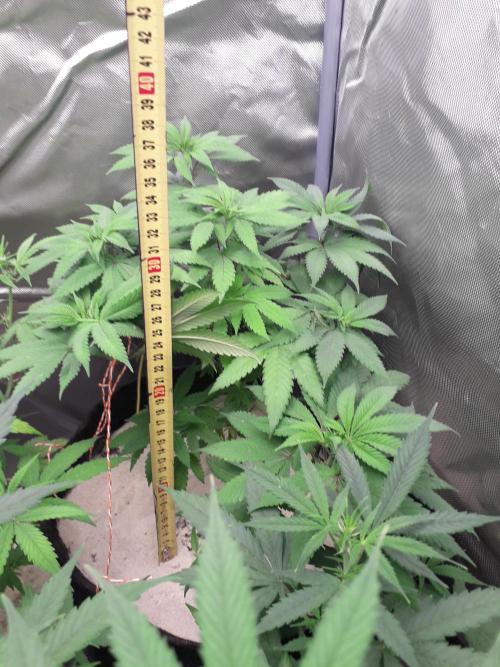 First Indoor Grow. Week 7 - Big Bud 