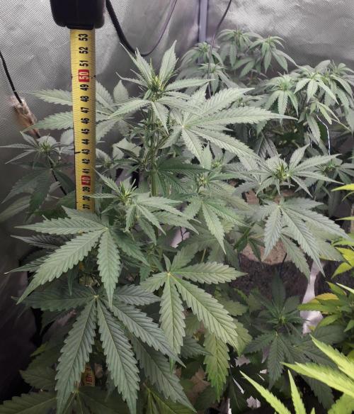 First Indoor Grow. Week 7 - Auto Lemon Kix