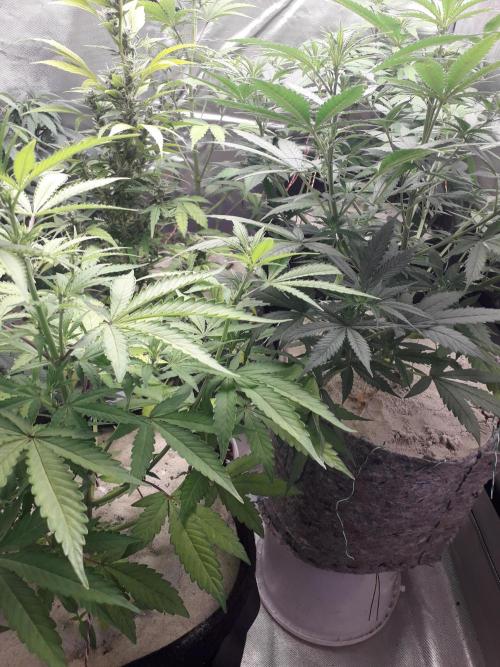 First Indoor Grow. Week 7 - Auto Ultimate