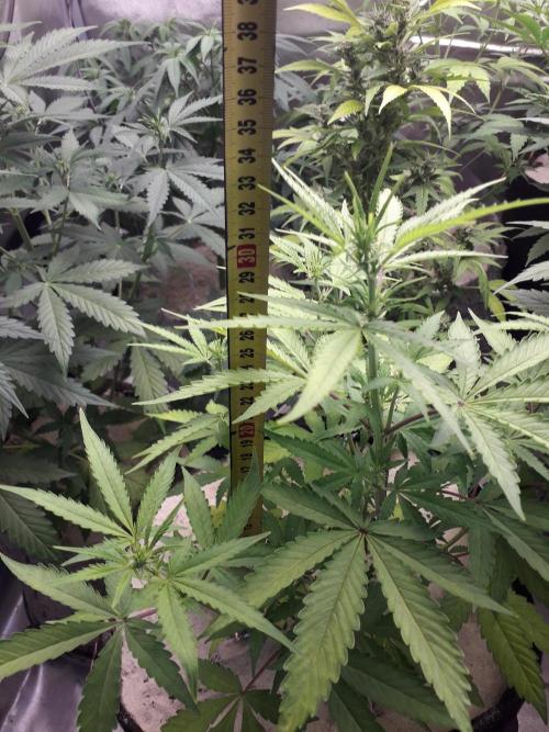 First Indoor Grow. Week 7 - Auto Ultimate