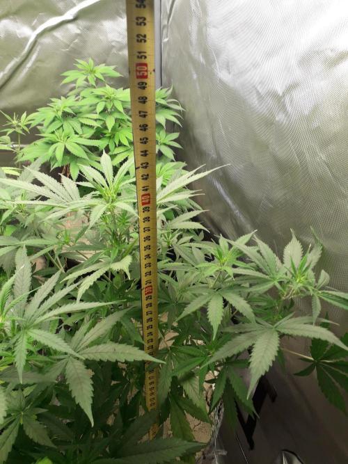 First Indoor Grow. Week 7 - Auto Lemon Kix