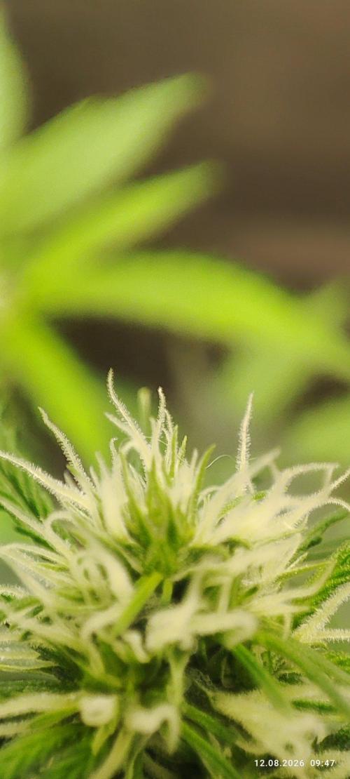 First Indoor Grow. Week 8 - Auto Ultimate