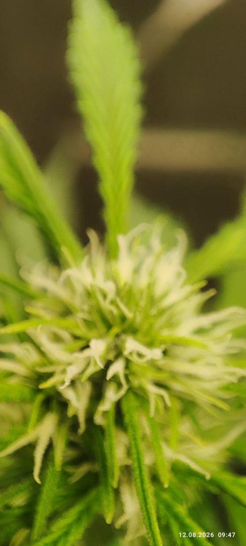 First Indoor Grow. Week 8 - Auto Ultimate