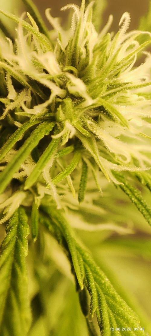 First Indoor Grow. Week 8 - Lemon Kix Auto.