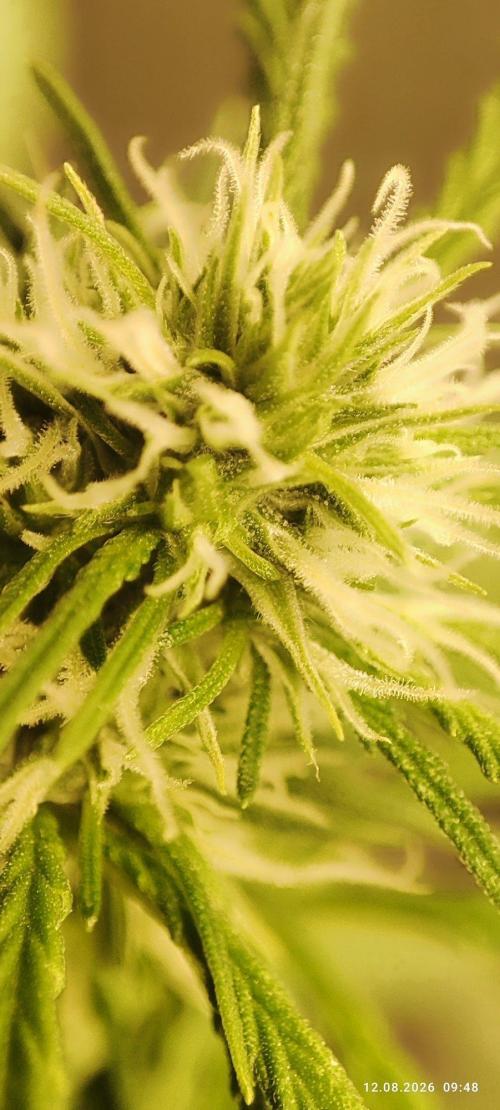First Indoor Grow. Week 8 - Lemon Kix Auto.