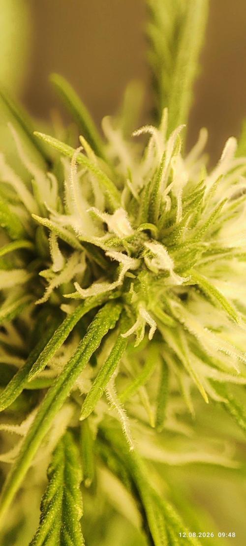 First Indoor Grow. Week 8 - Auto Ultimate