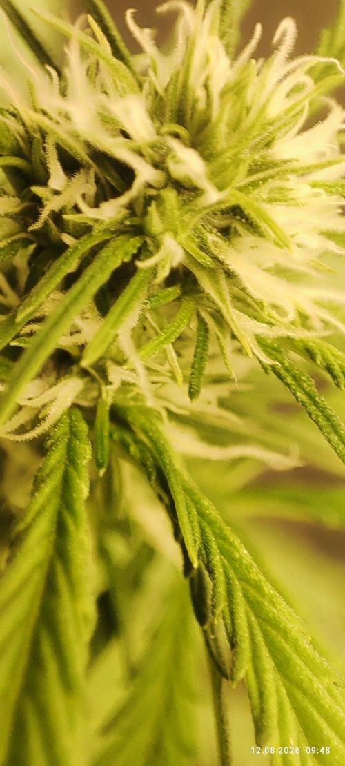 First Indoor Grow. Week 8 - Lemon Kix Auto.