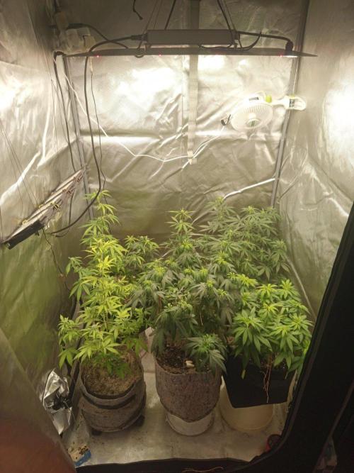 First Indoor Grow. Week 8 - Front View & Canopy Height:A front look into the tent showing the overall struct
