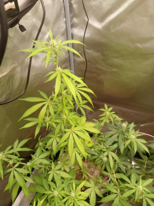 First Indoor Grow. Week 8 - Auto Ultimate