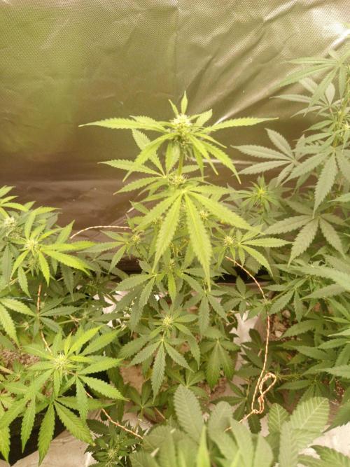 First Indoor Grow. Week 8 - Auto Ultimate