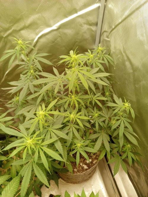 First Indoor Grow. Week 8 - Lemon Kix Auto.