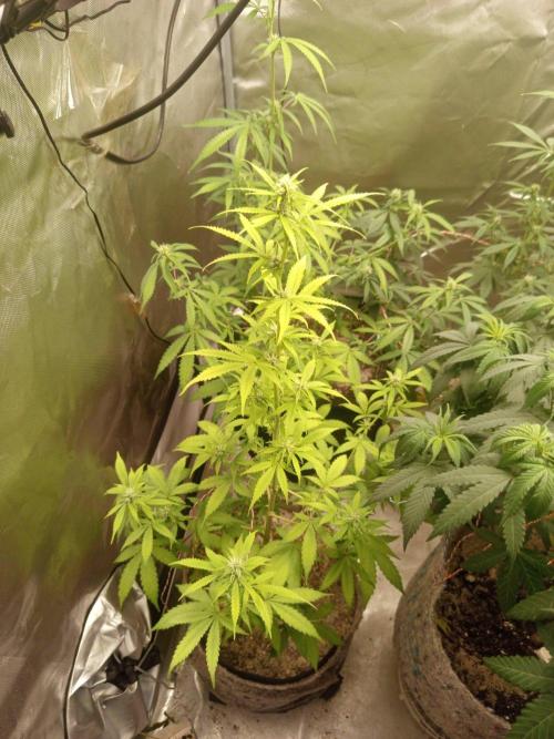 First Indoor Grow. Week 8 - Auto Ultimate