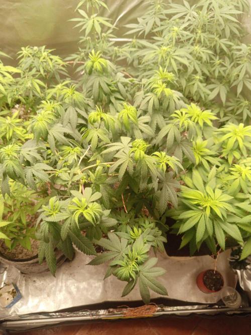 First Indoor Grow. Week 8 - Runtz x Layer Cake Fem