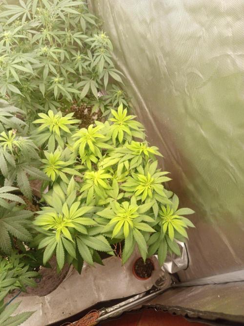 First Indoor Grow. Week 8 - Big Bud Fem