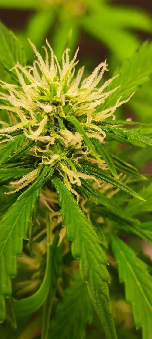 First Indoor Grow. Week 9 - Auto Ultimate