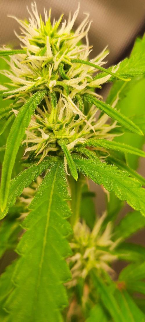 First Indoor Grow. Week 9 - Auto Ultimate