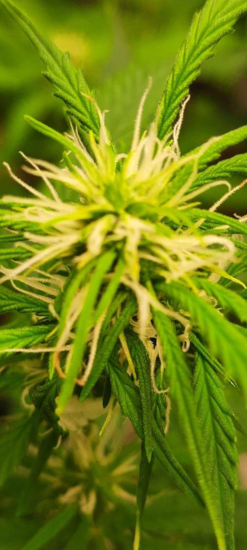 First Indoor Grow. Week 9 - Auto Ultimate