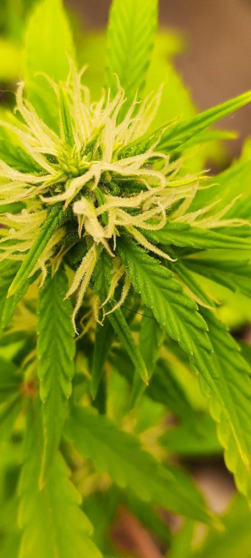 First Indoor Grow. Week 9 - Auto Ultimate