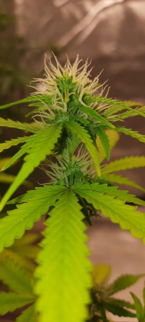 First Indoor Grow. Week 9 - Auto Ultimate