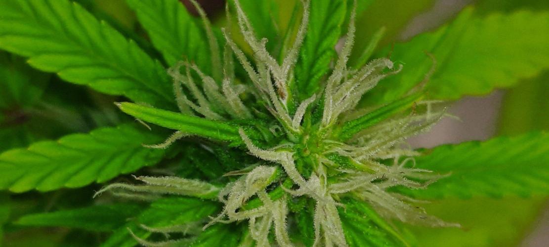 First Indoor Grow. Week 9 - Lemon Kix