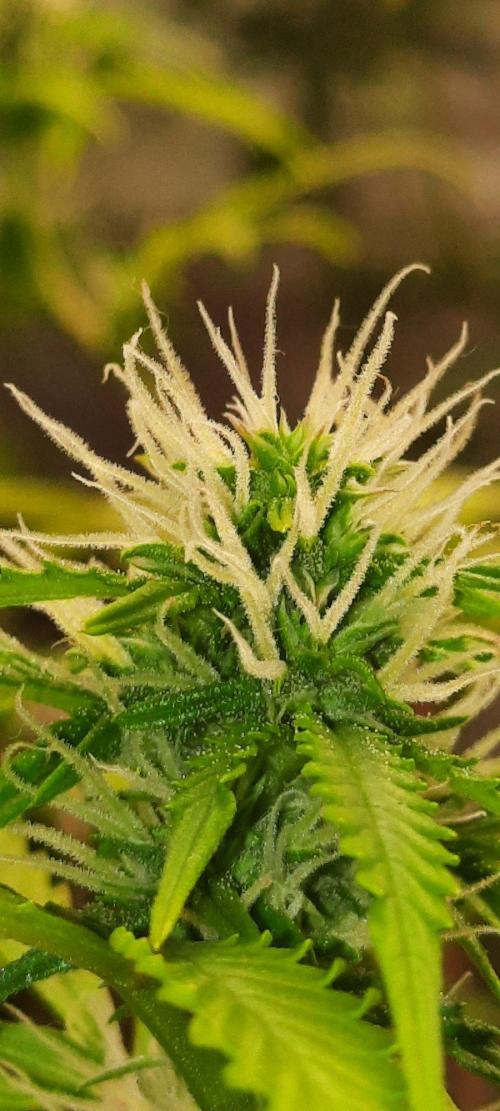 First Indoor Grow. Week 9 - Auto Ultimate