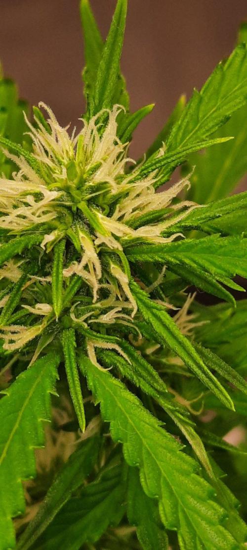 First Indoor Grow. Week 9 - Auto Ultimate