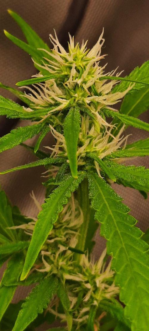 First Indoor Grow. Week 9 - Auto Ultimate
