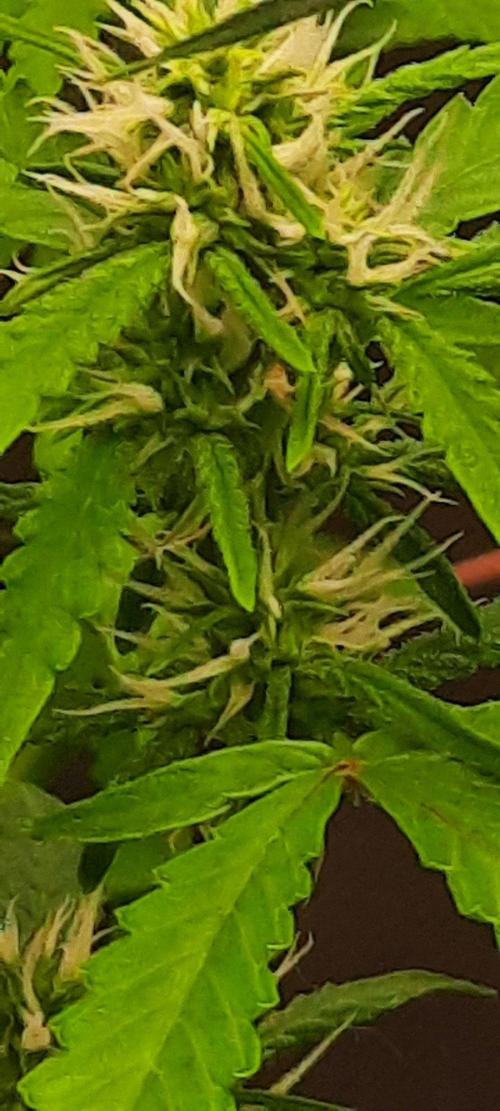 First Indoor Grow. Week 9 - Lemon Kix