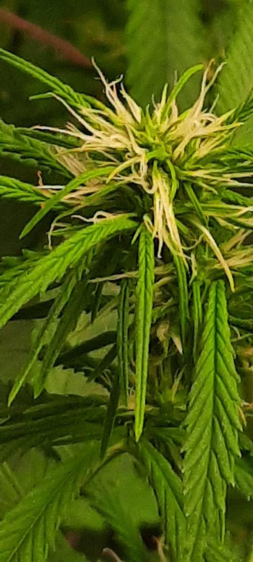 First Indoor Grow. Week 9 - Lemon Kix
