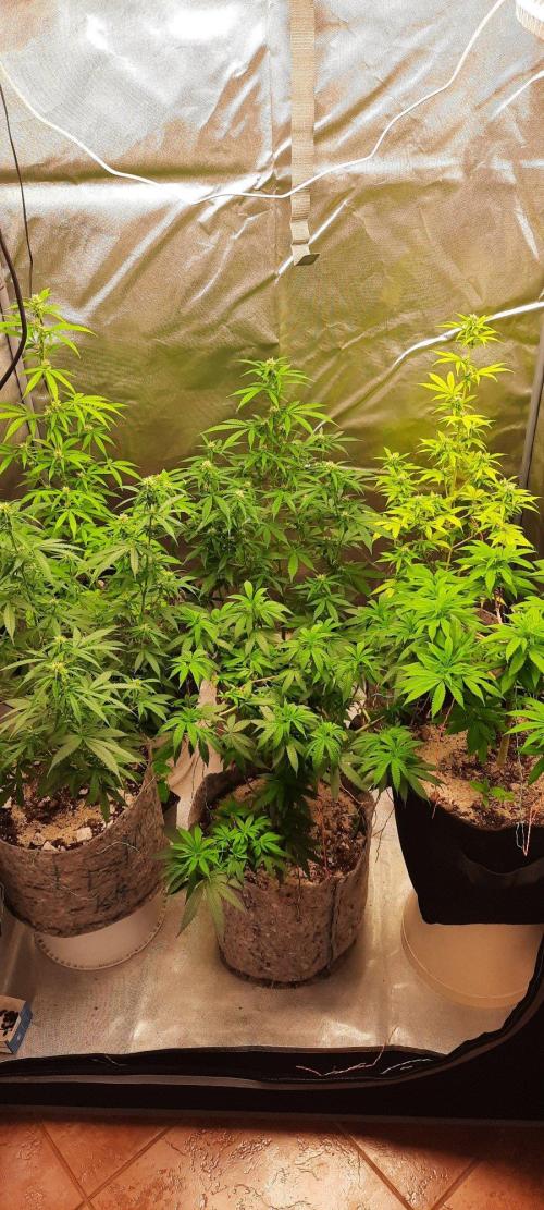 First Indoor Grow. Week 9 - In the lower right corner by the zipper (Runtz and Big Bud)