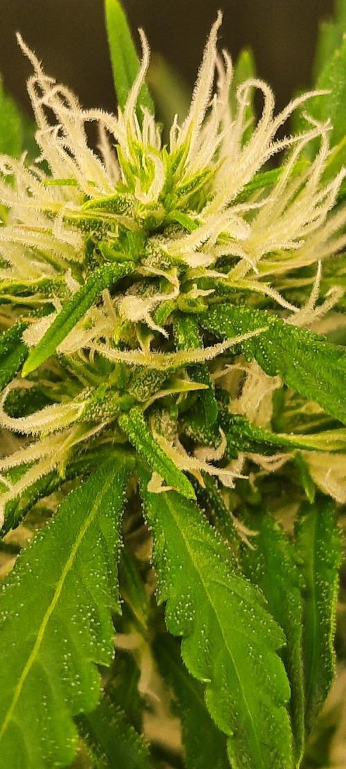First Indoor Grow. Week 10 - Auto Ultimate