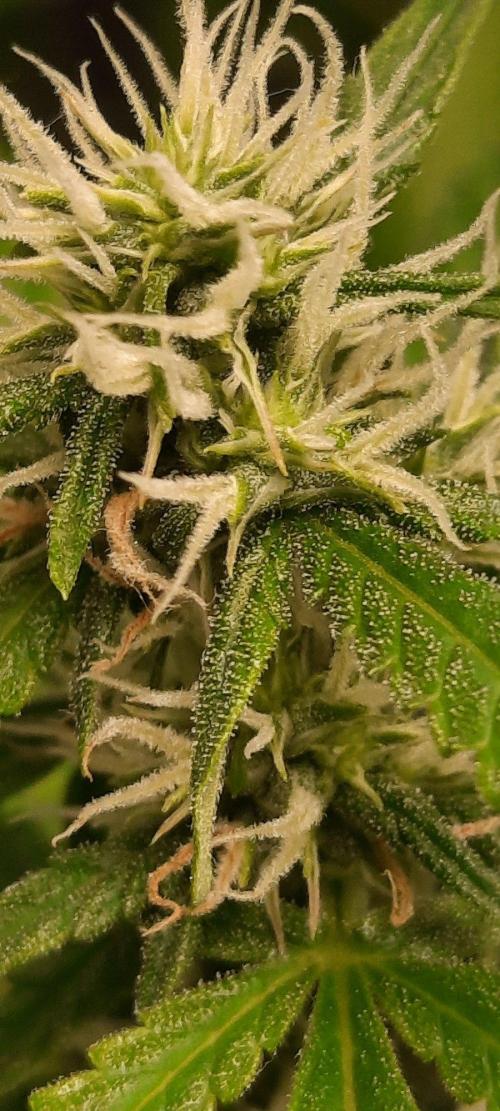 First Indoor Grow. Week 10 - Auto Ultimate
