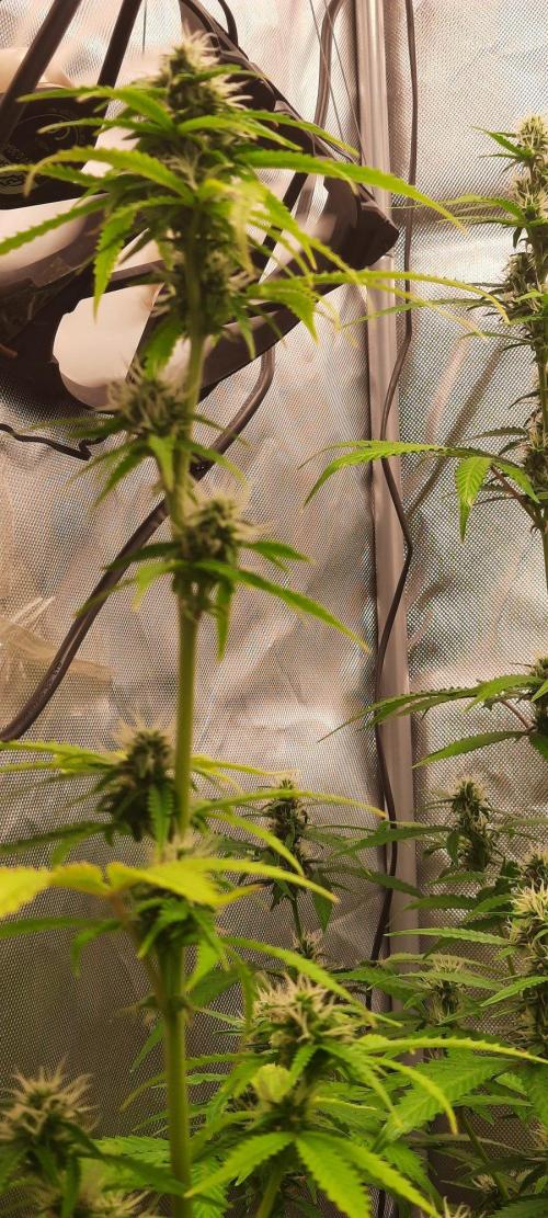 First Indoor Grow. Week 10 - Auto Ultimate