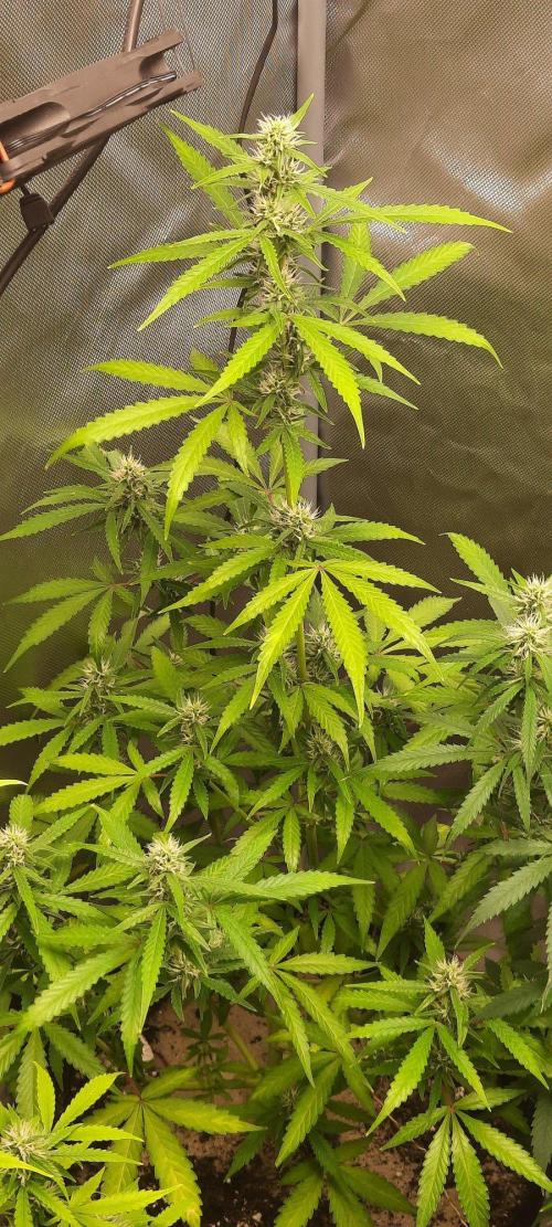 First Indoor Grow. Week 10 - Auto Ultimate