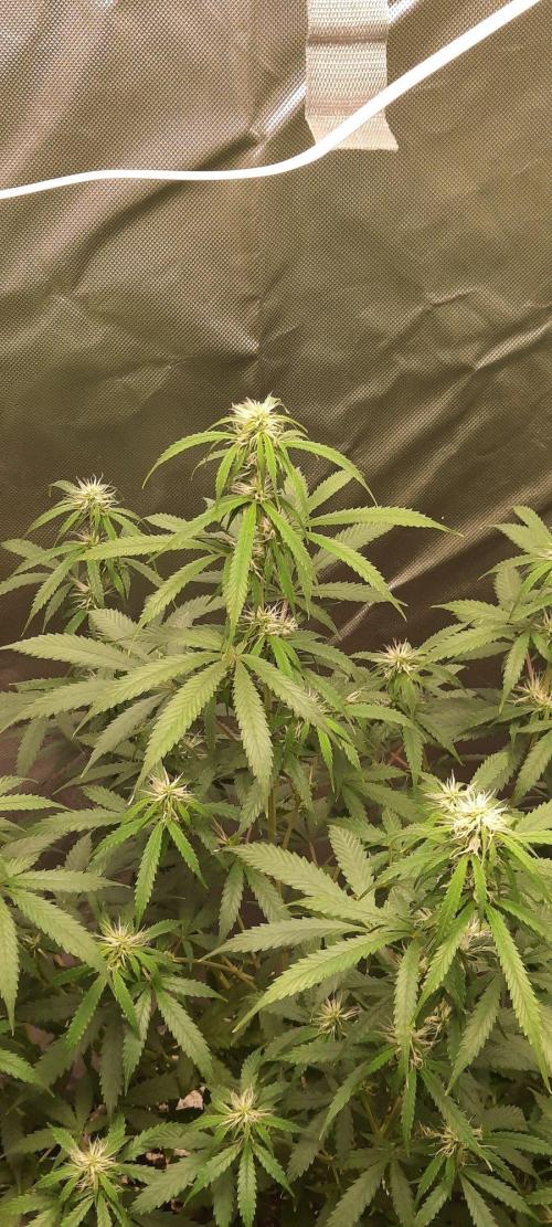 First Indoor Grow. Week 10 - Auto Ultimate