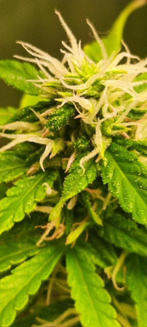 First Indoor Grow. Week 10 - Auto Ultimate