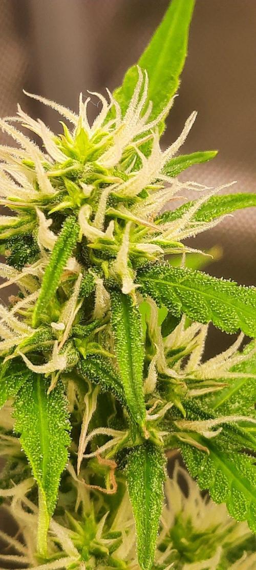First Indoor Grow. Week 10 - Auto Ultimate