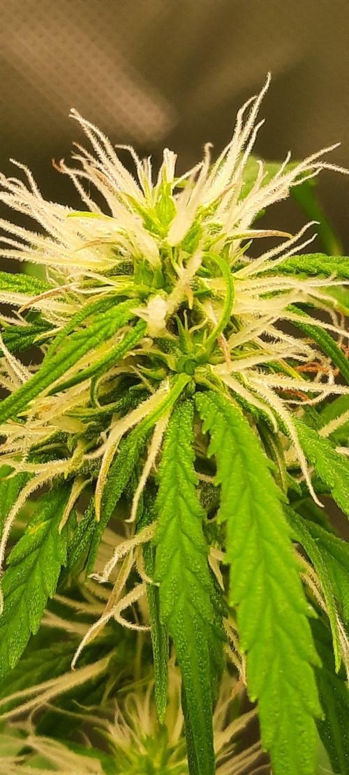 First Indoor Grow. Week 10 - Lemon Kix