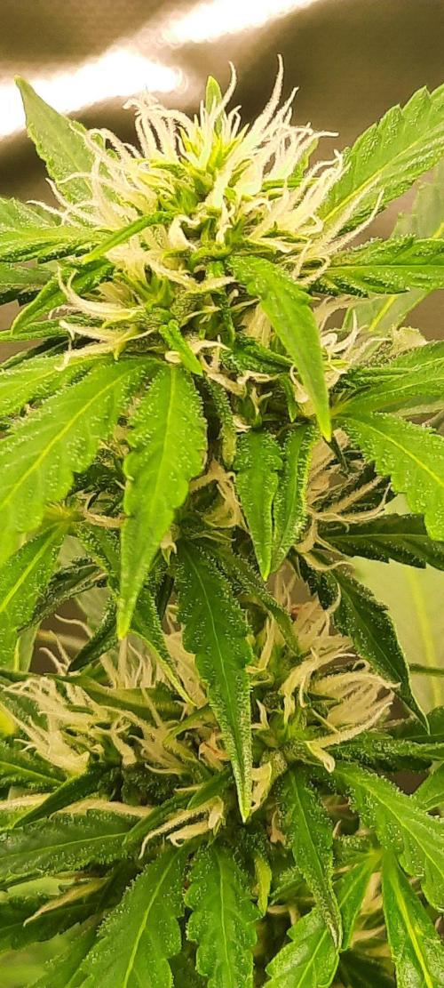First Indoor Grow. Week 10 - Auto Ultimate