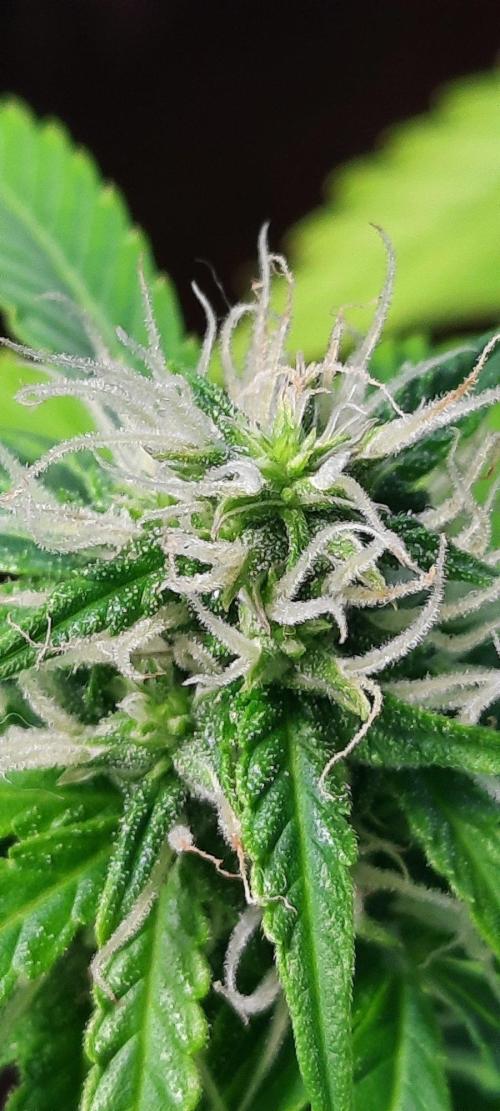 First Indoor Grow. Week 10 - Auto Ultimate