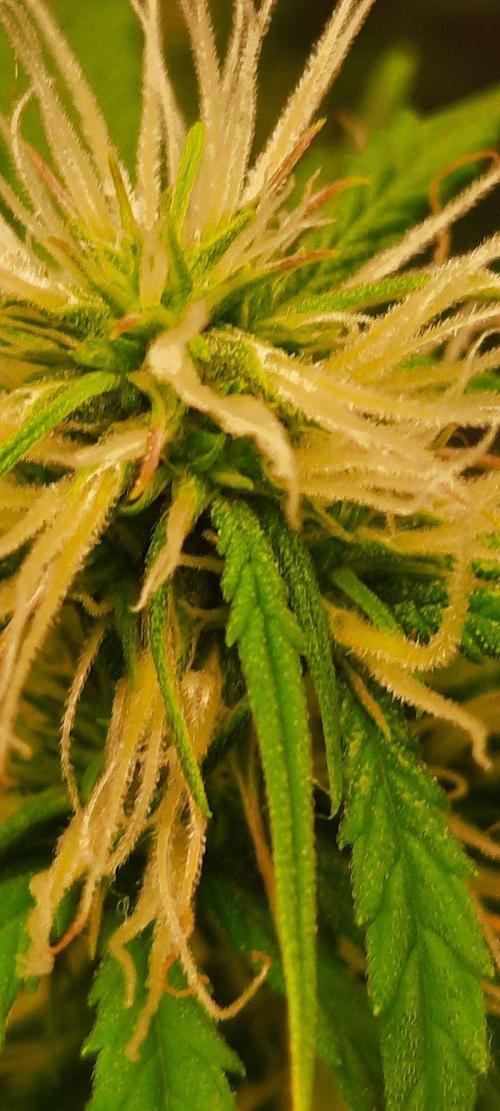 First Indoor Grow. Week 10 - Lemon Kix