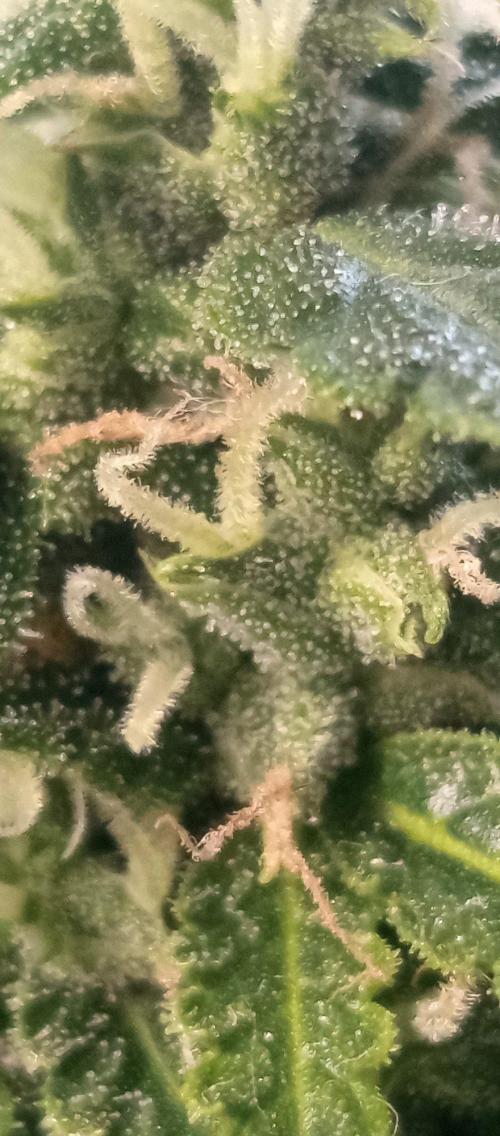 First Indoor Grow. Week 11 - Insane trichome production on sugar leaves, crystal clear heads.