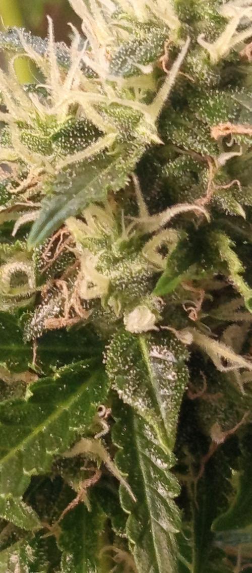 First Indoor Grow. Week 11 - First wave of pistils starting to wither and turn orange in the middle.