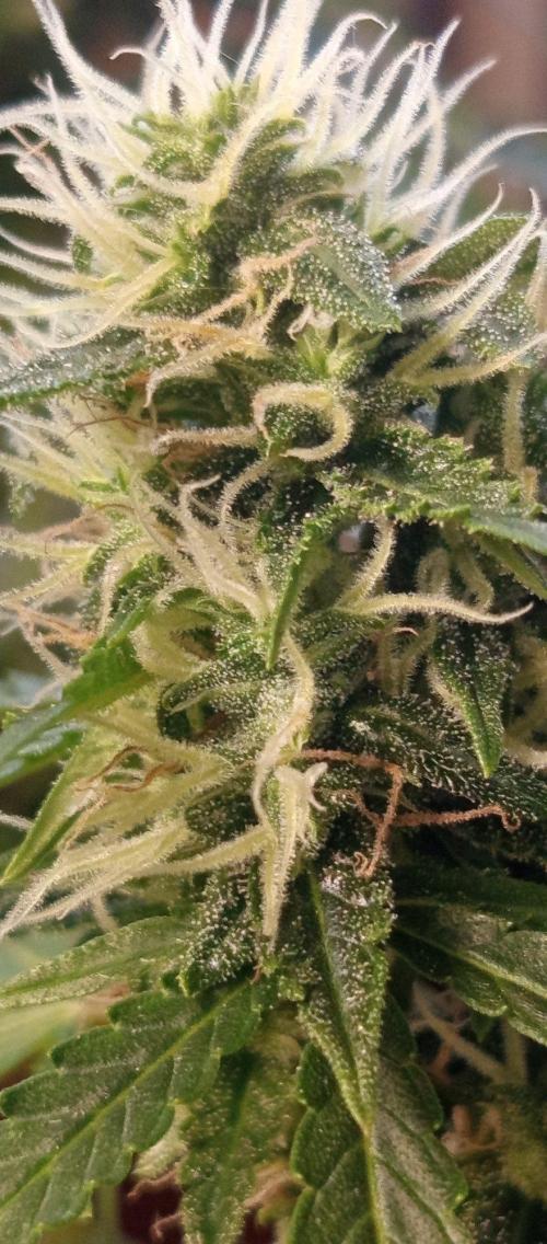 First Indoor Grow. Week 11 - Close up on the main bud structure, packing density with Advanced Nutrients.