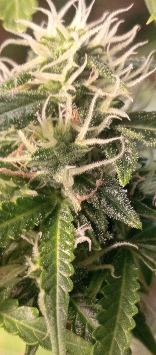 First Indoor Grow. Week 11 - Frosty frost! Trichomes creeping deep into the calyx clusters.